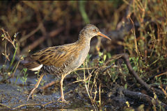 Крещалец (Rallus aquaticus)